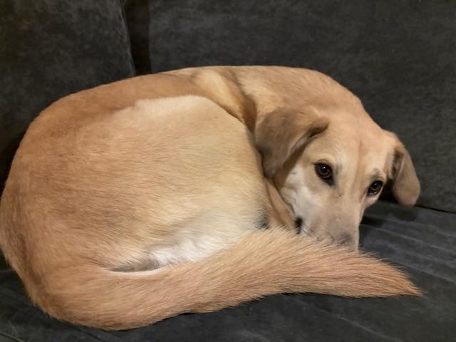 Sarah - Fostered in RI, Adoptable, Young Female Yellow Labrador Retriever & Labrador Retriever.