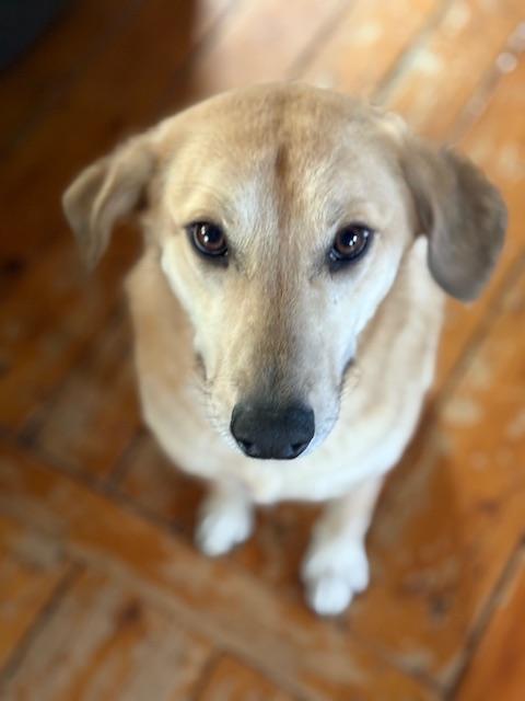 Sarah - Fostered in RI, a Adoptable mixed breed in Willington, CT image 6/6