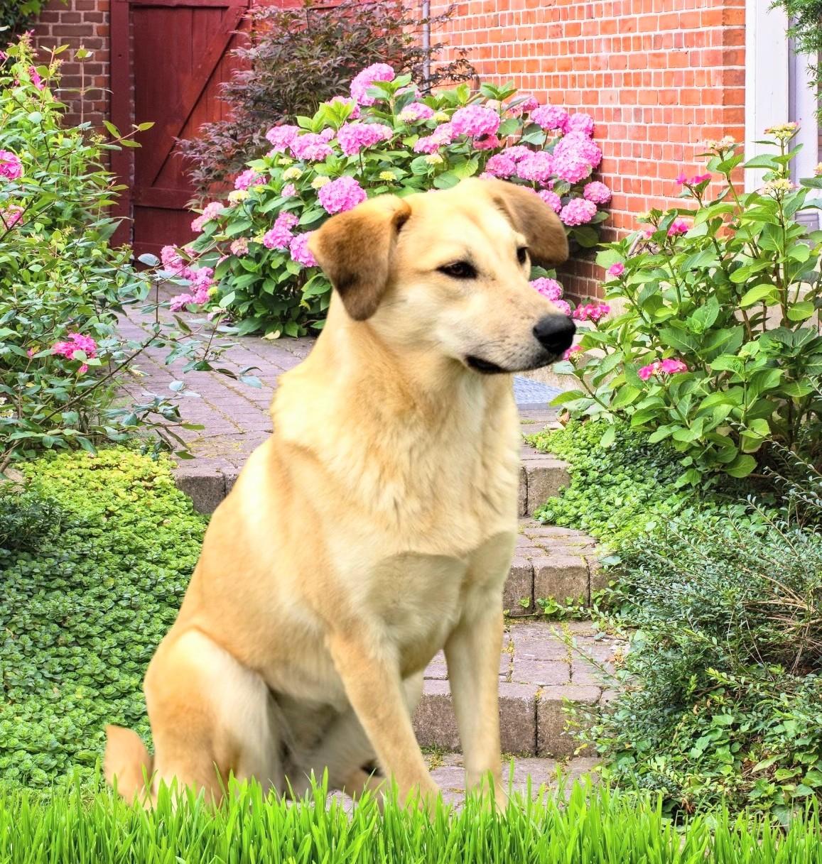 Sarah - IN RI, a Adoptable mixed breed in Willington, CT image 2/6