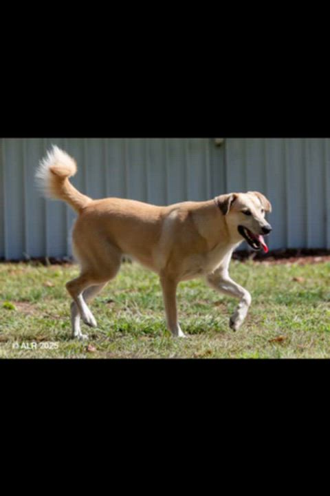 Enlarge Sarah - Fostered in RI, a Adoptable mixed breed in Willington, CT video 5/6