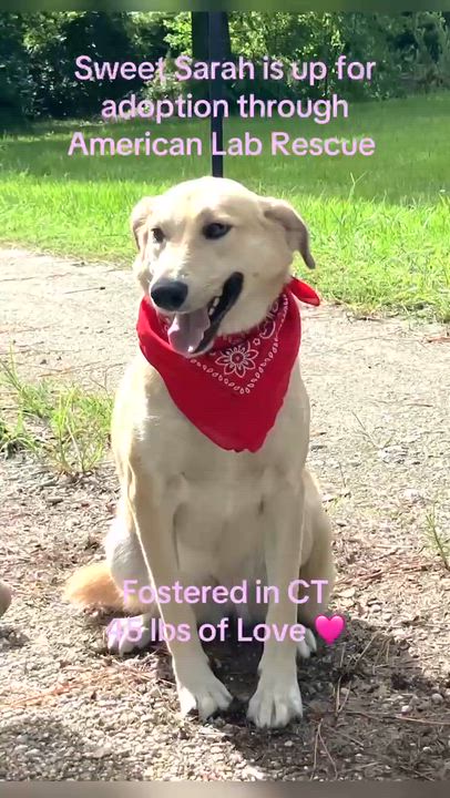 Enlarge Sarah - IN RI, a Adoptable mixed breed in Willington, CT video 6/6