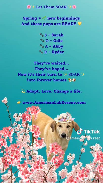 Enlarge Sarah - Foster Needed ASAP, a Adoptable mixed breed in Willington, CT video 6/6