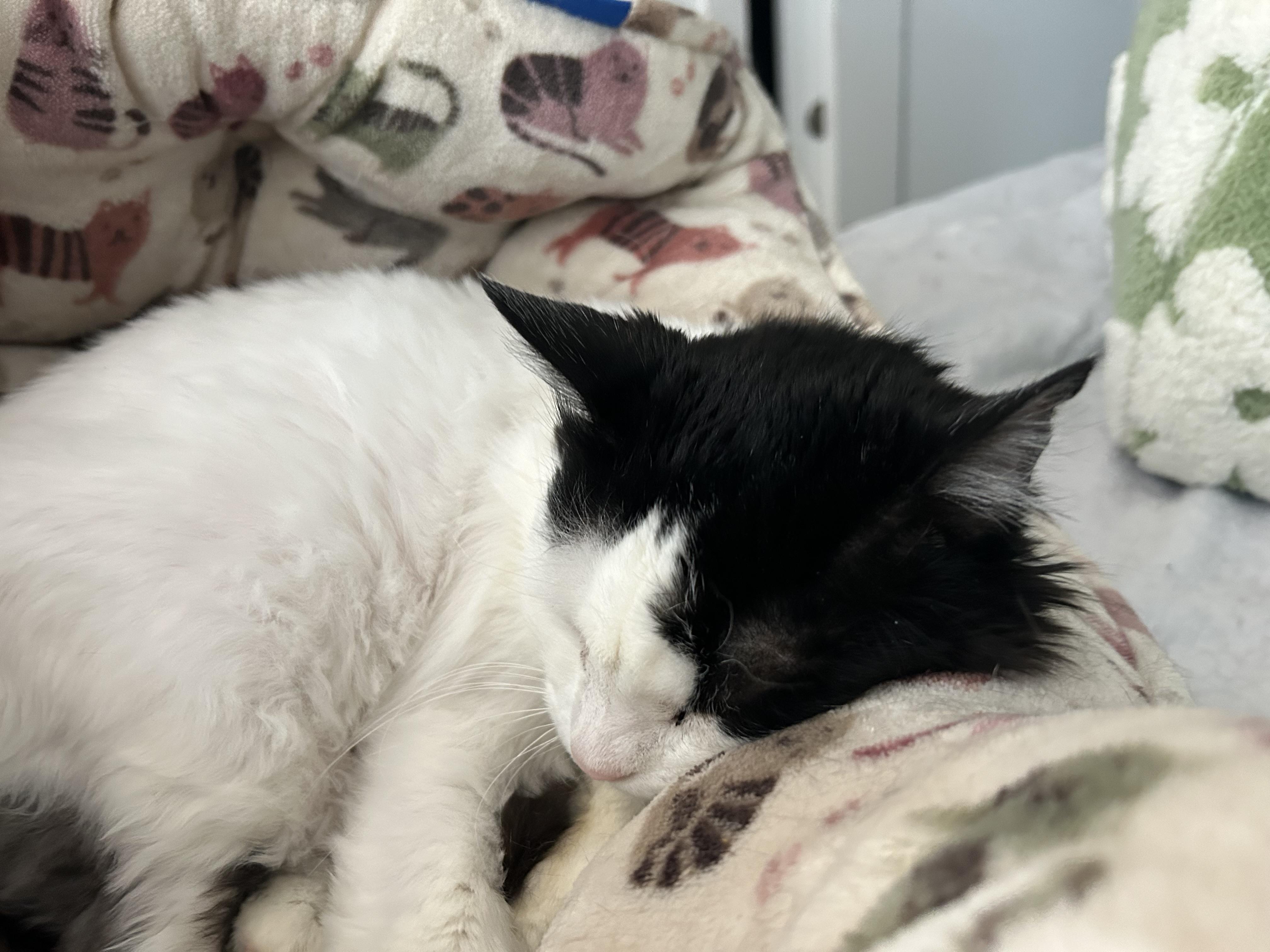 Enlarge Elsie, a ADOPTABLE Domestic Short Hair in New York, NY image 3/5