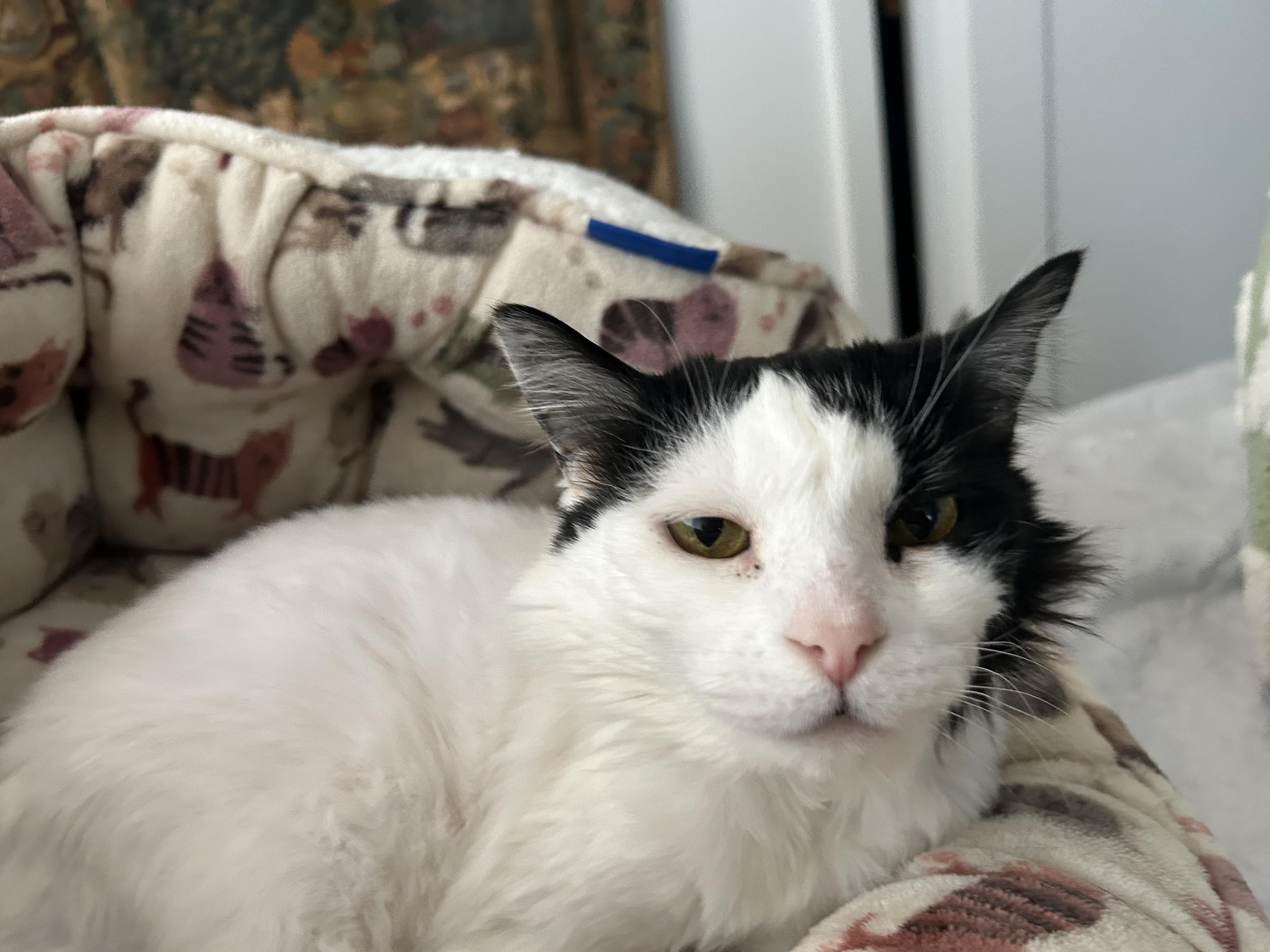 Enlarge Elsie, a ADOPTABLE Domestic Short Hair in New York, NY image 1/5