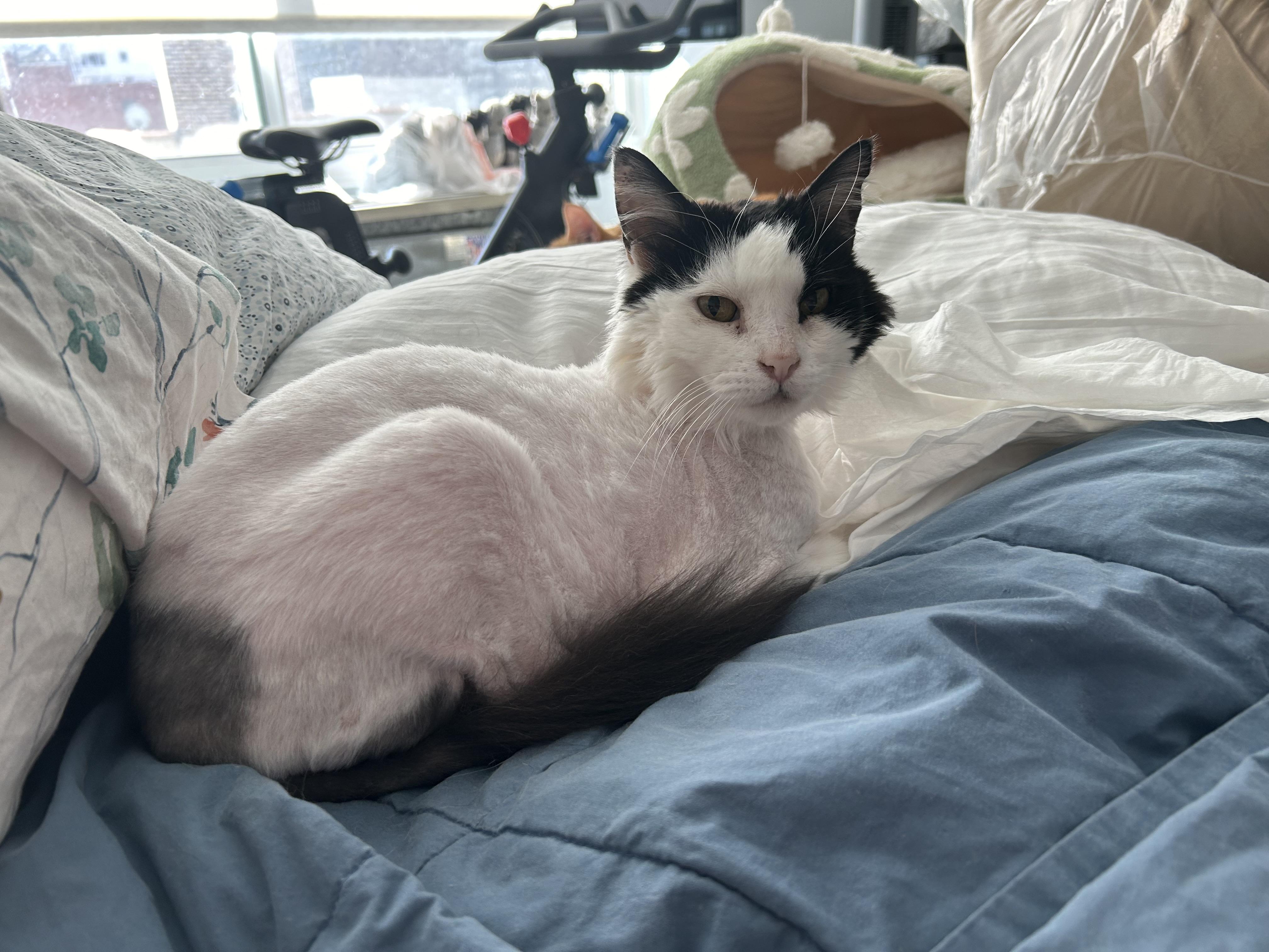 Enlarge Elsie, a ADOPTABLE Domestic Short Hair in New York, NY image 2/5