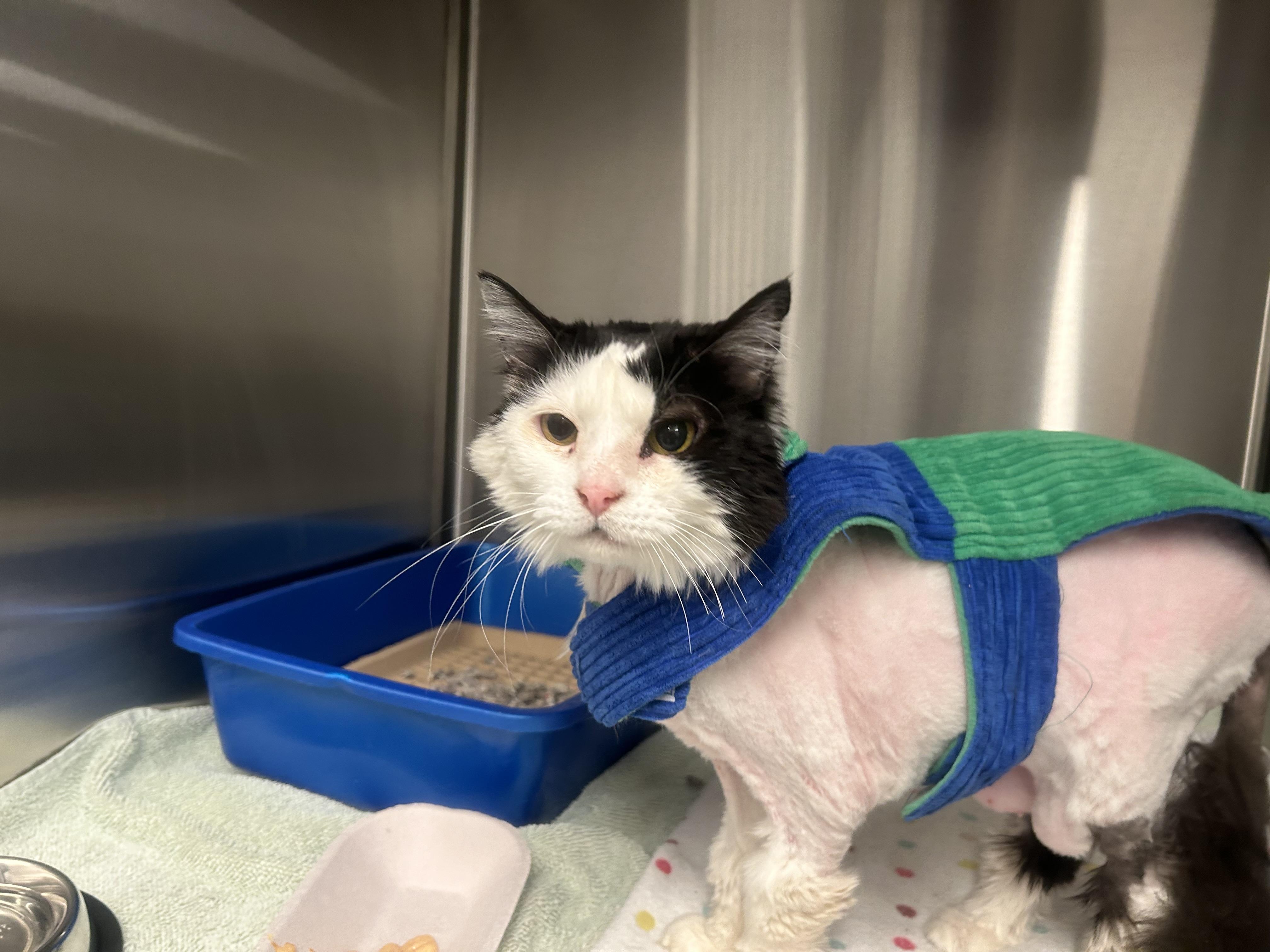 Enlarge Elsie, a ADOPTABLE Domestic Short Hair in New York, NY image 5/5