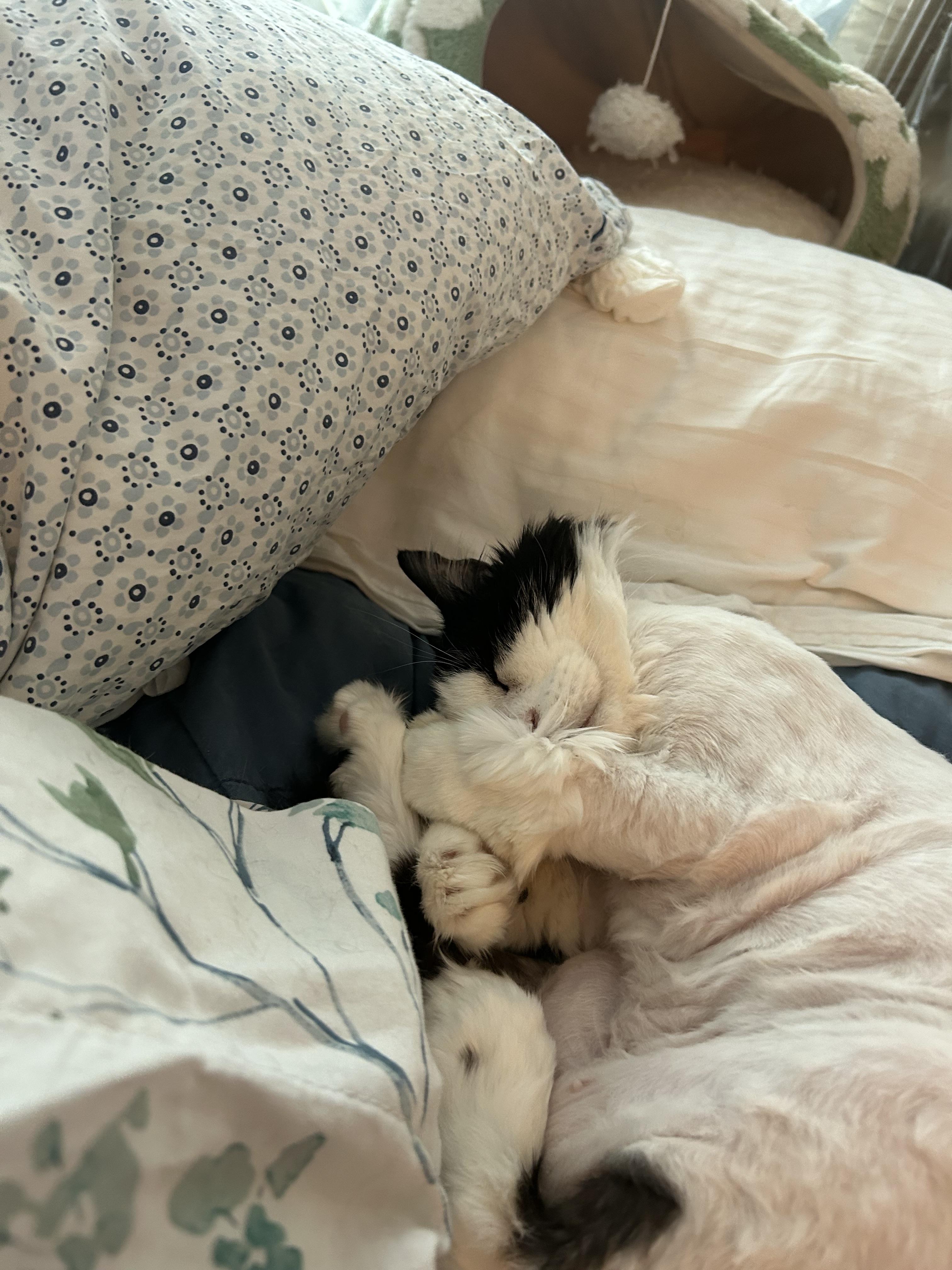 Enlarge Elsie, a ADOPTABLE Domestic Short Hair in New York, NY image 4/5