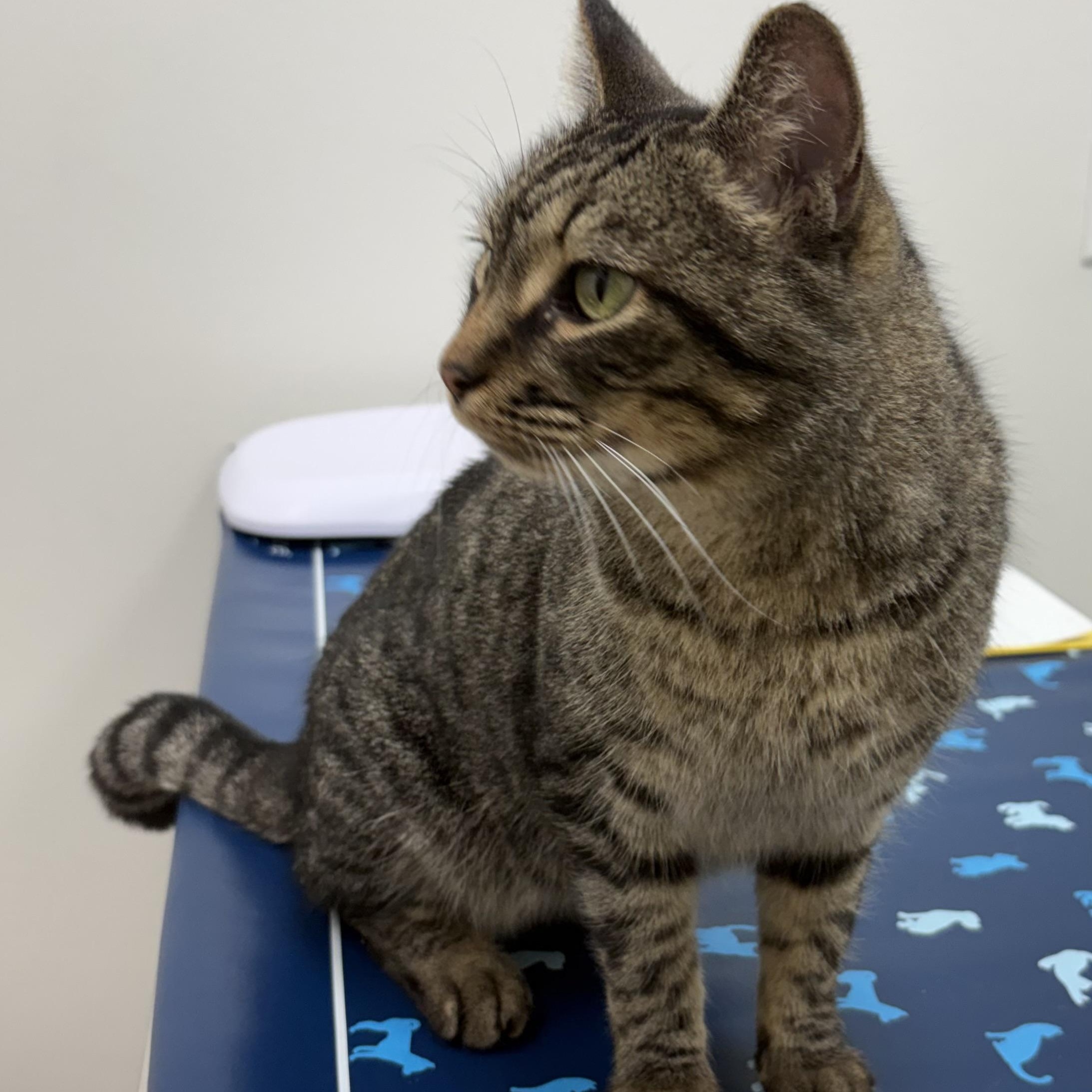 Enlarge Tundra , an adopted mixed breed in Charles City, IA image 2/5