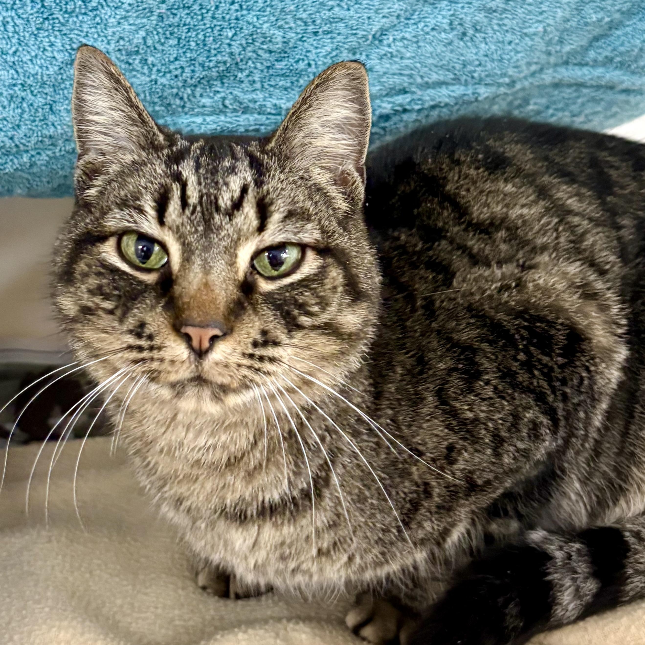 Tundra , ADOPTABLE, Adult Female Domestic Short Hair & Tabby.