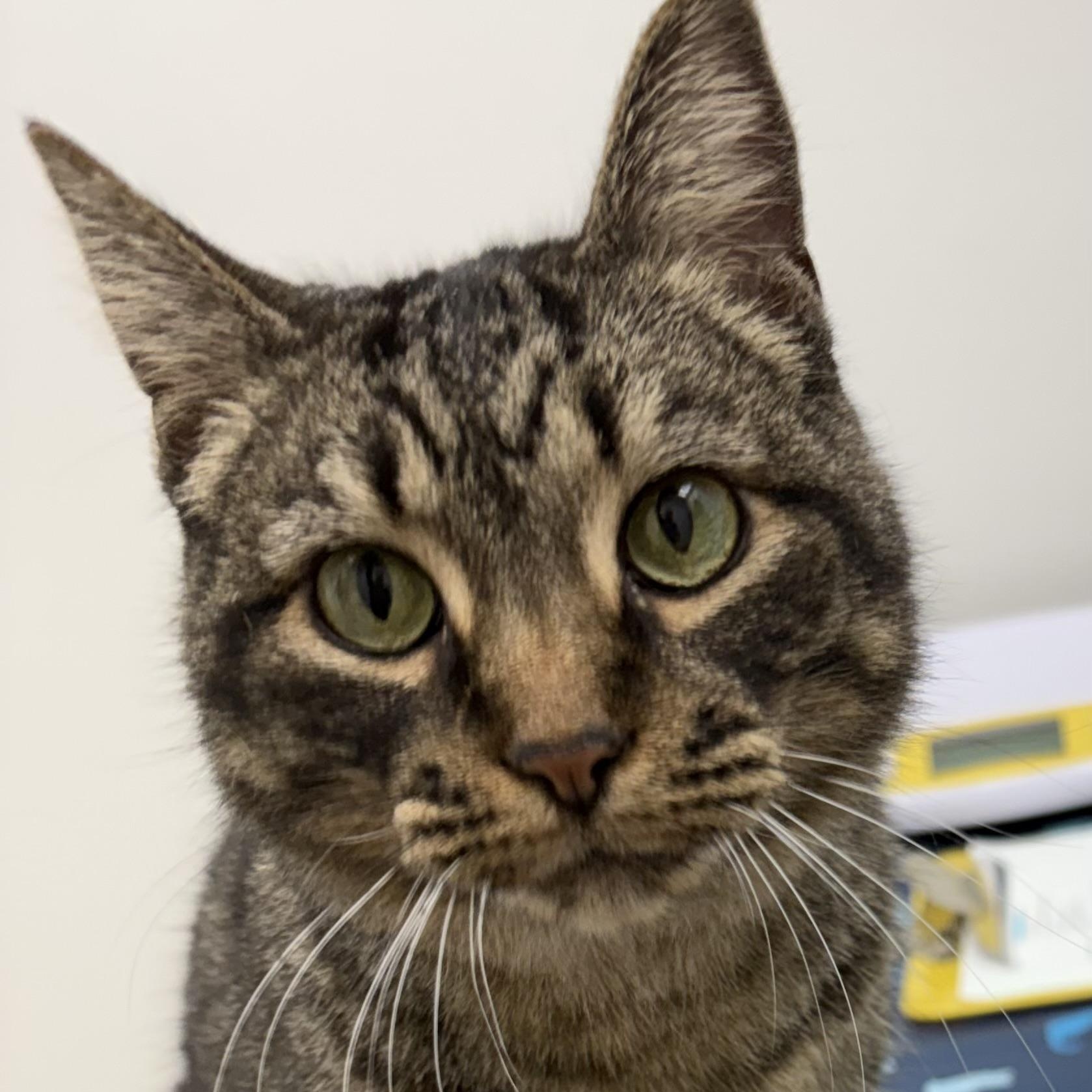 Enlarge Tundra , an adopted mixed breed in Charles City, IA image 4/5