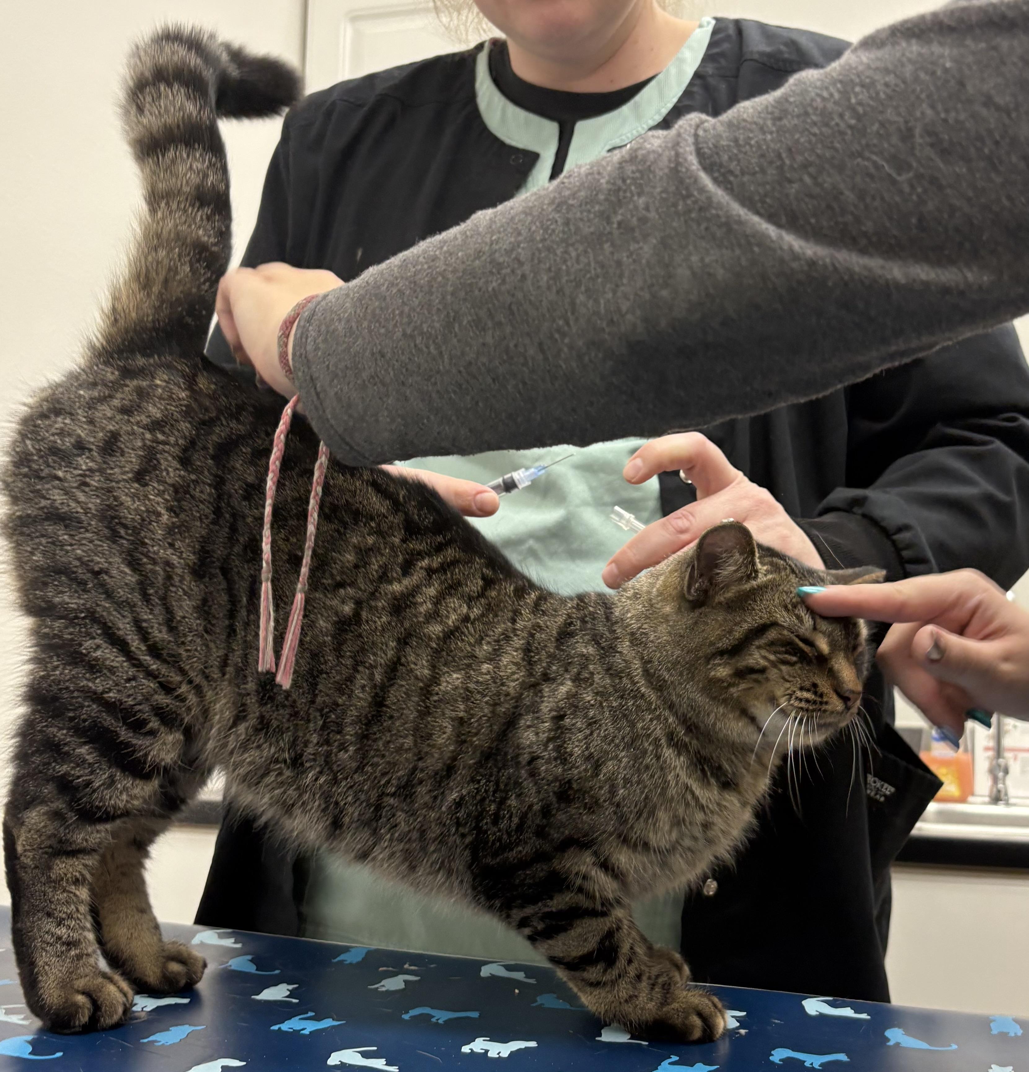 Enlarge Tundra , an adopted mixed breed in Charles City, IA image 5/5