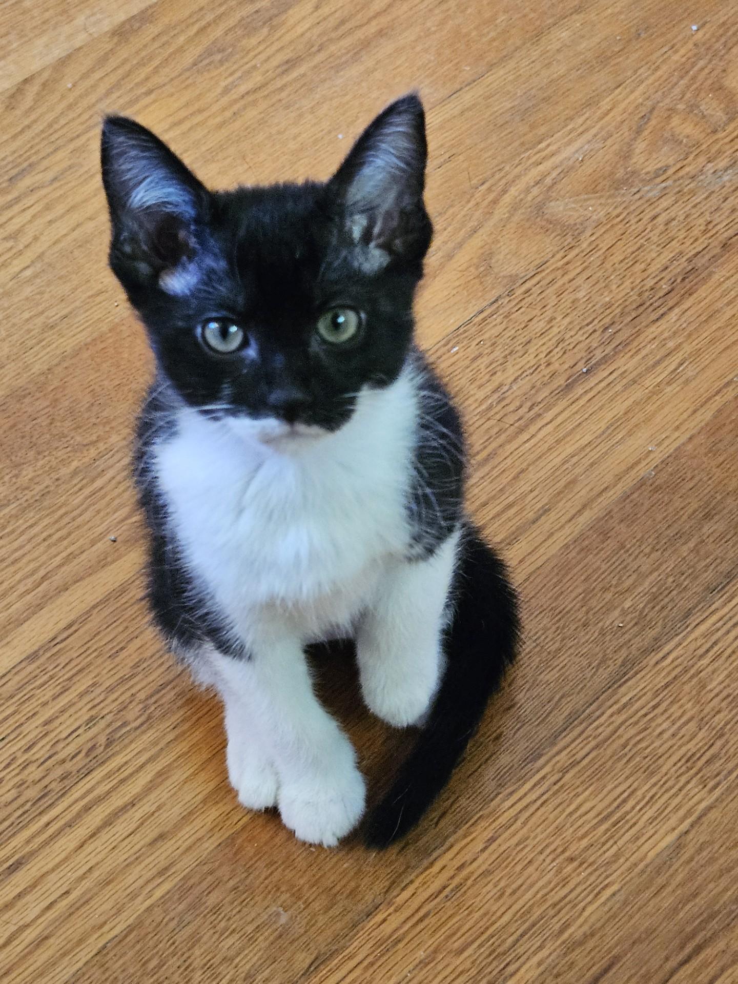 Pinky, Adoptable, Kitten Female Domestic Short Hair.