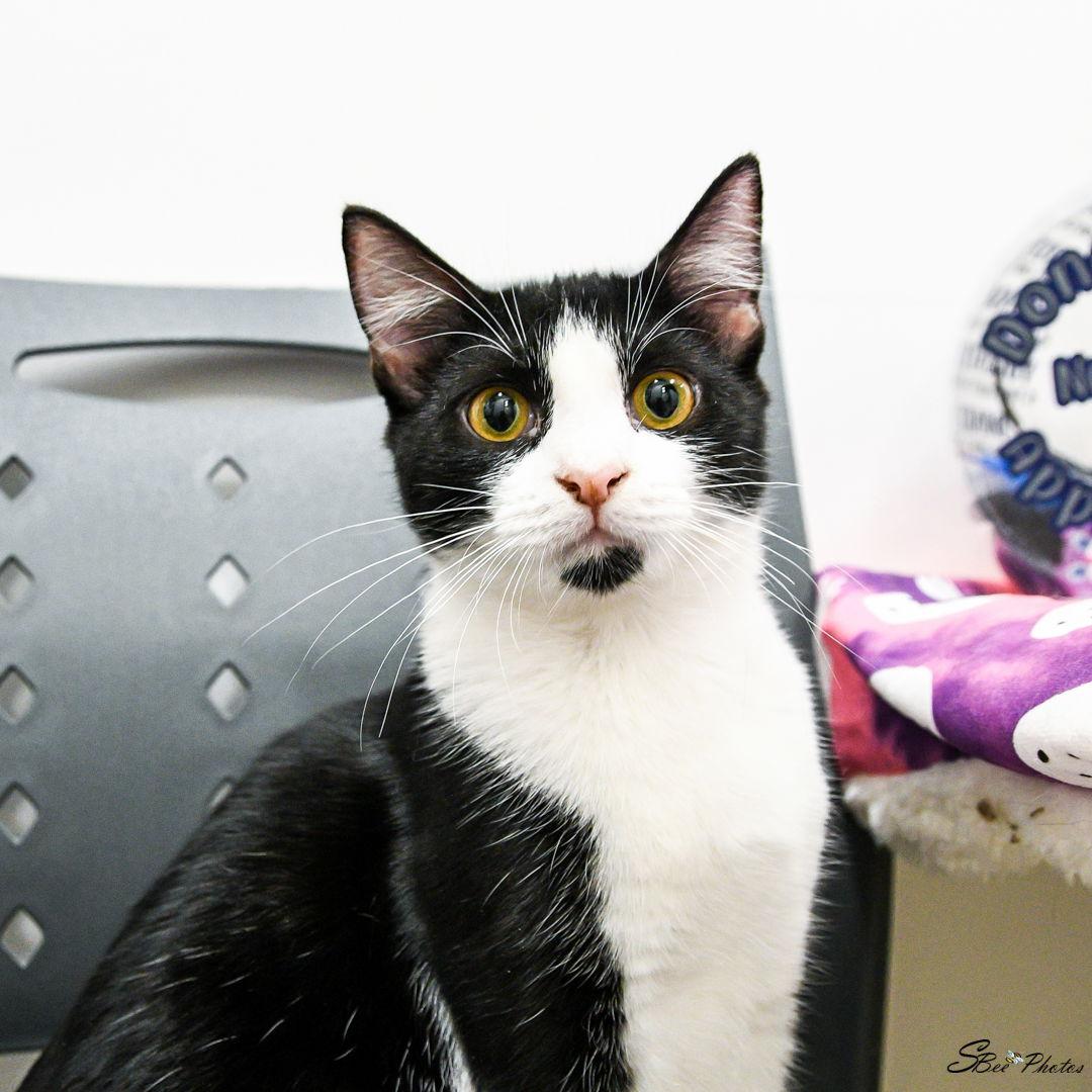 Enlarge Izzy (Lisa), a Adoptable Domestic Short Hair in St. Cloud, FL image 1/3