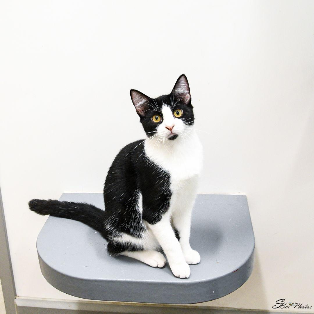 Enlarge Izzy (Lisa), a Adoptable Domestic Short Hair in St. Cloud, FL image 2/3
