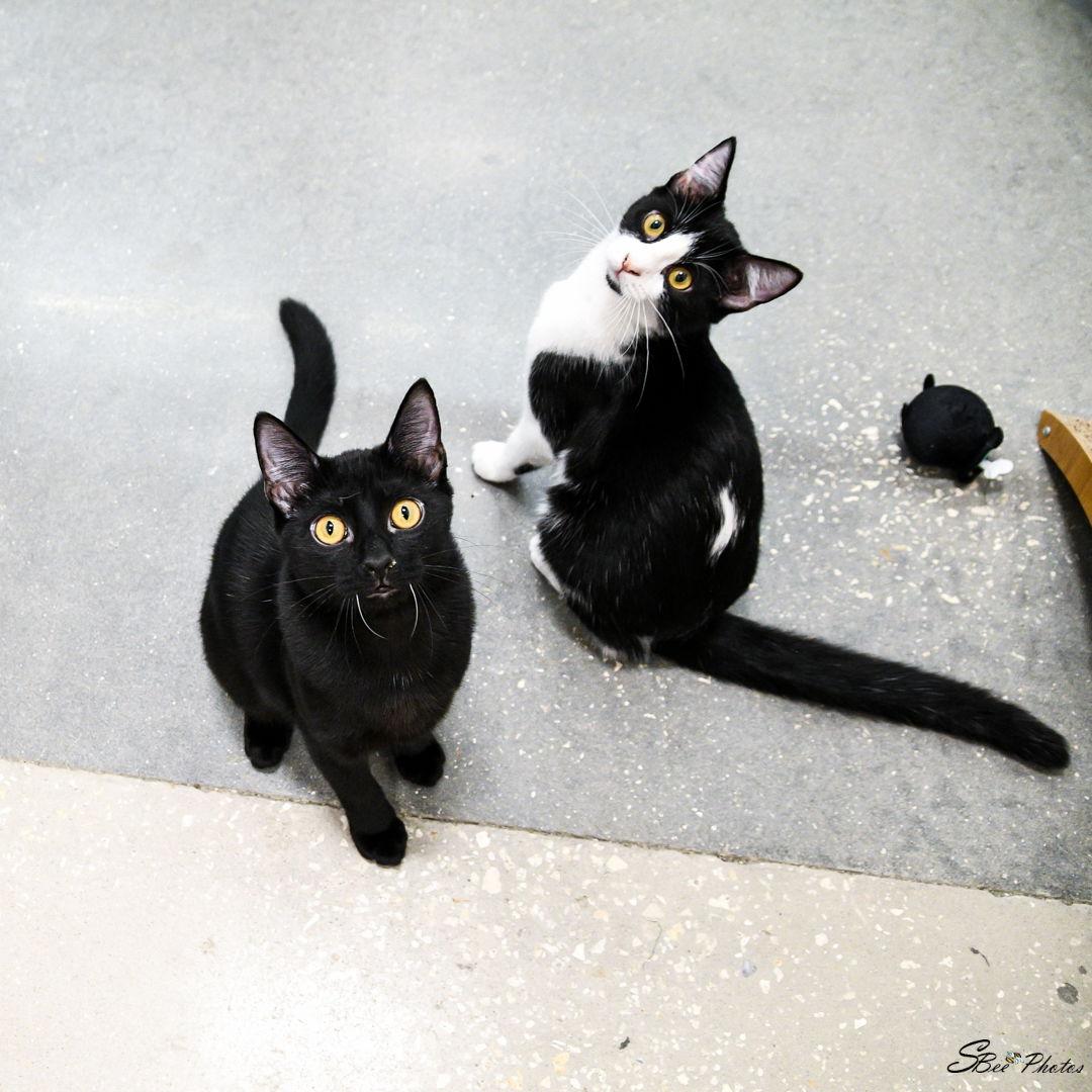 Enlarge Izzy (Lisa), a Adoptable Domestic Short Hair in St. Cloud, FL image 3/3