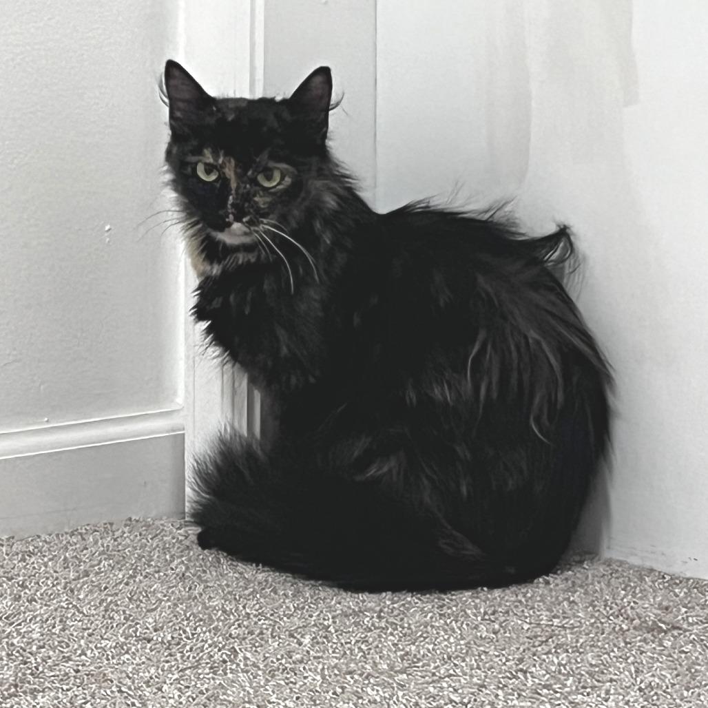 Anoa, a Adoptable Domestic Long Hair in Brookfield, WI image 1/4