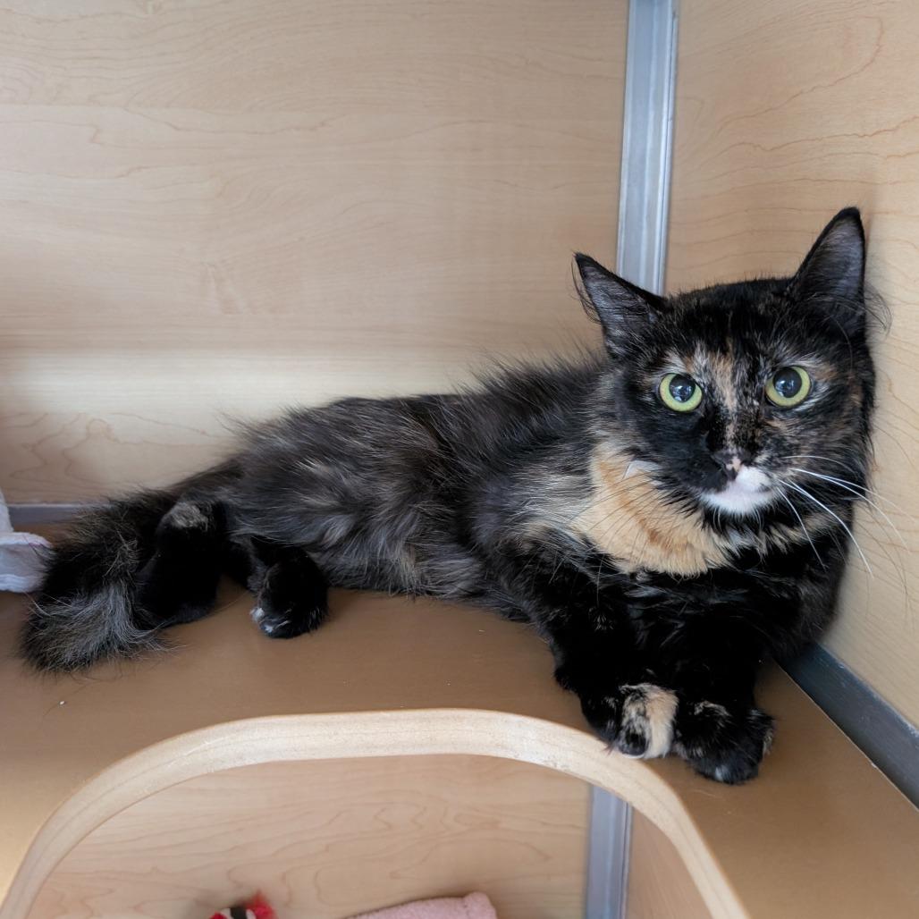 Anoa, a Adoptable Domestic Long Hair in Brookfield, WI image 2/4