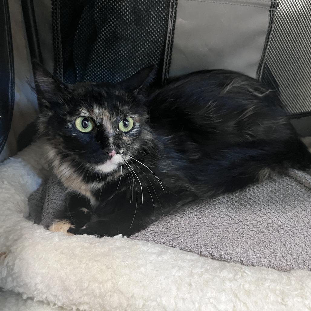 Anoa, a Adoptable Domestic Long Hair in Brookfield, WI image 3/4