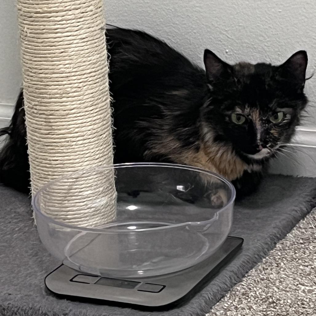 Anoa, a Adoptable Domestic Long Hair in Brookfield, WI image 4/4