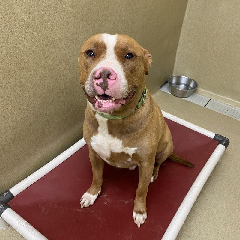 Enlarge Dracko, a ADOPTABLE mixed breed in Monroe, GA image 2/6