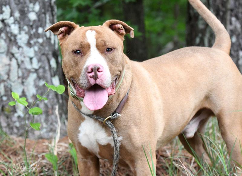 Enlarge Dracko, a ADOPTABLE mixed breed in Monroe, GA image 5/6