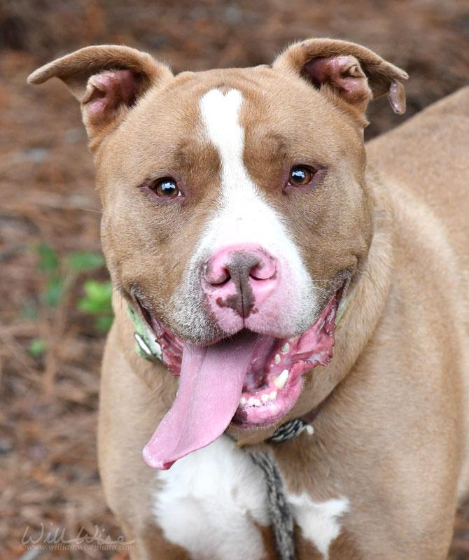 Enlarge Dracko, a ADOPTABLE mixed breed in Monroe, GA image 6/6
