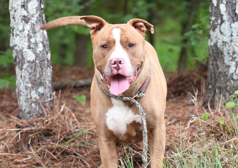 Dracko, ADOPTABLE, Adult Male Pit Bull Terrier.