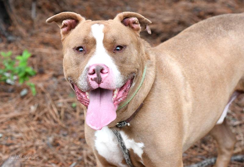 Enlarge Dracko, a ADOPTABLE mixed breed in Monroe, GA image 4/6