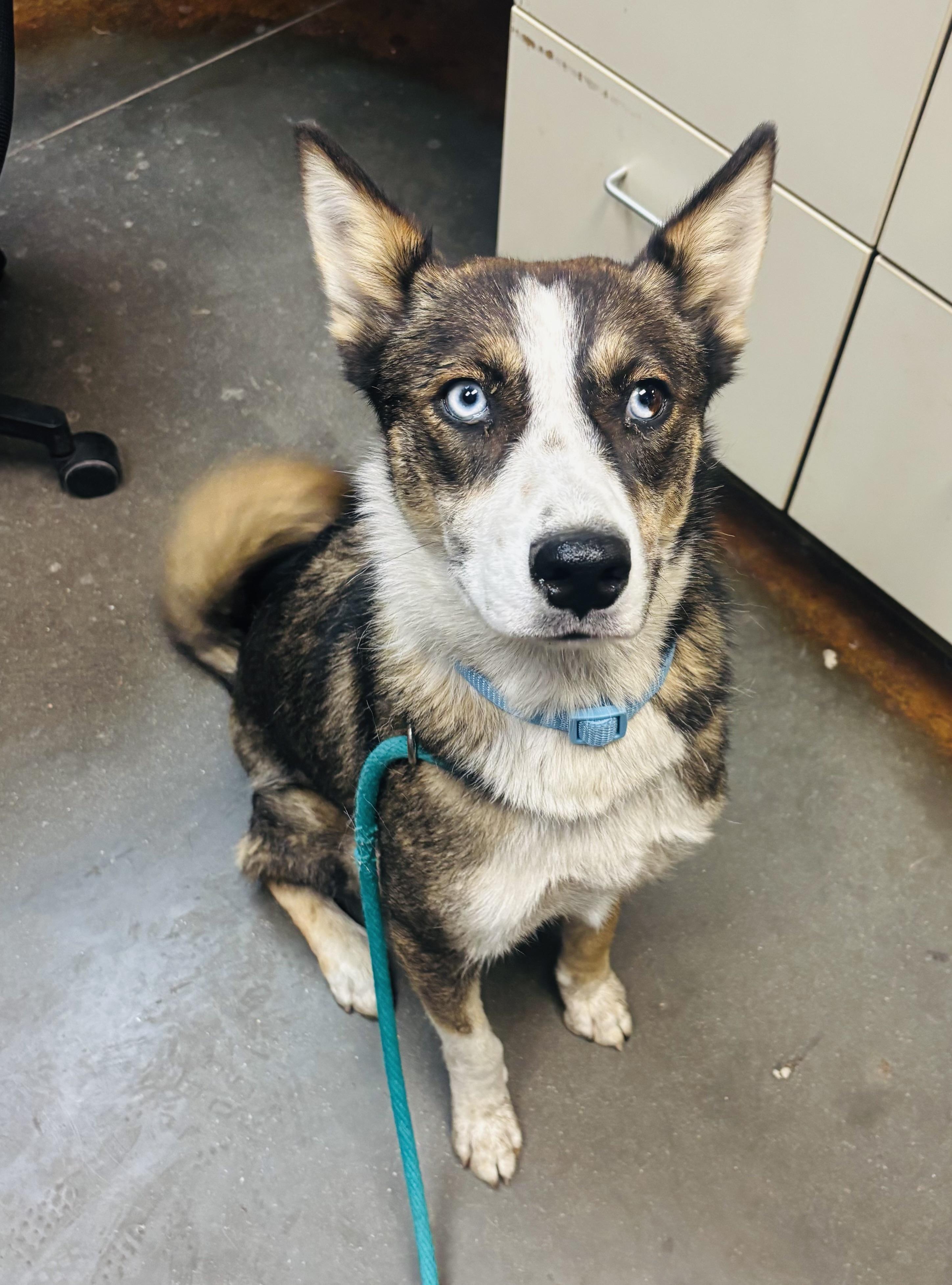Enlarge Lobo , a ADOPTABLE mixed breed in Council Bluffs, IA image 1/1