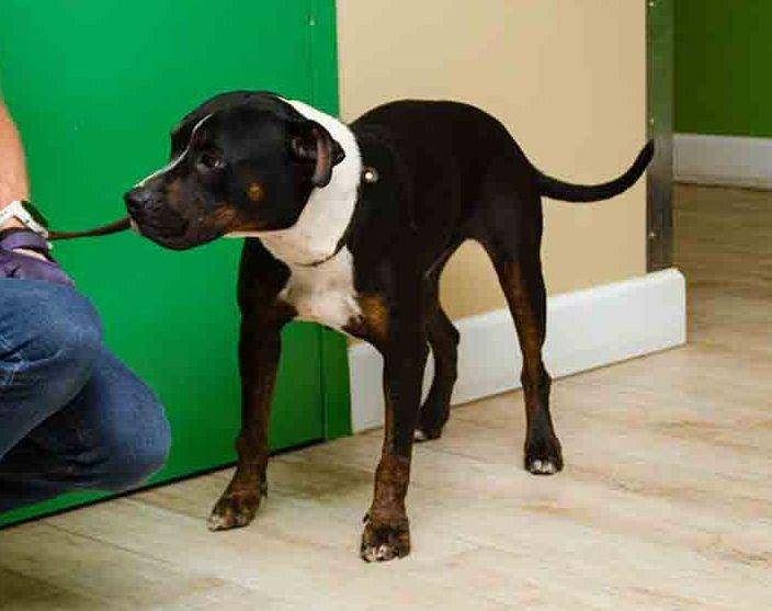 Enlarge Darla, a Adoptable mixed breed in Sanford, FL image 2/2