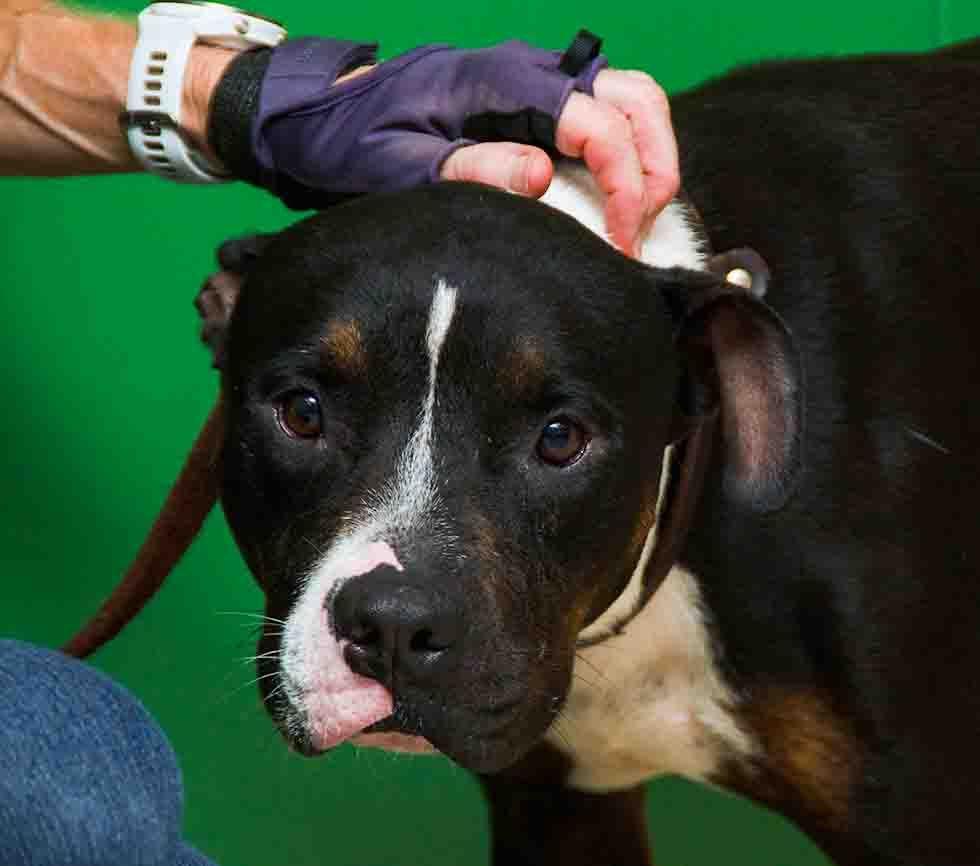 Enlarge Darla, a Adoptable mixed breed in Sanford, FL image 1/2