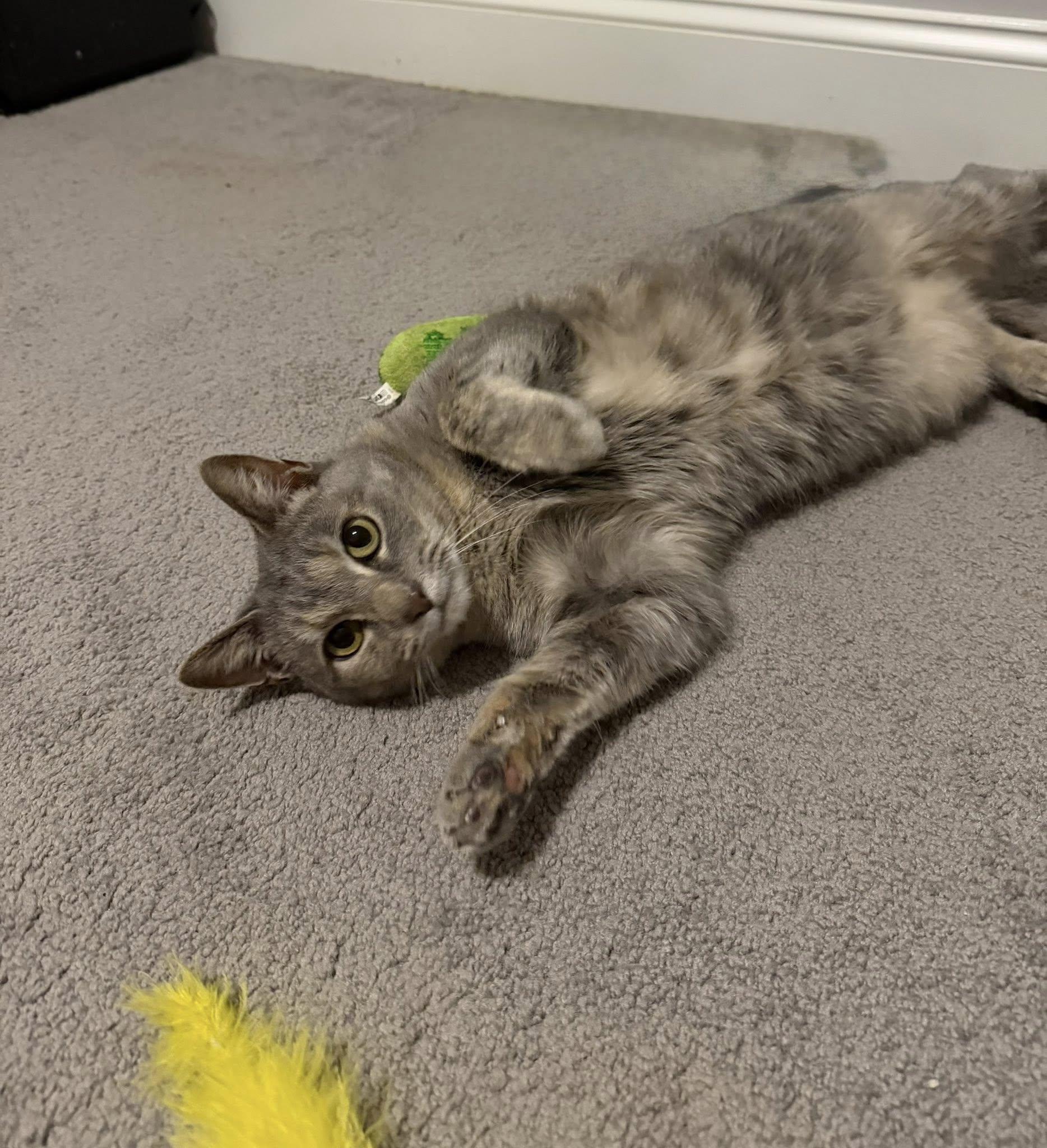 Lina, ADOPTABLE, Adult Female Domestic Short Hair.