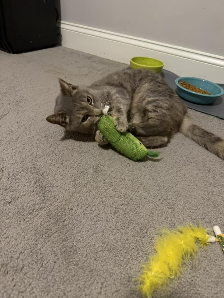 Enlarge Lina, a ADOPTABLE Domestic Short Hair in Morgantown, WV image 3/3