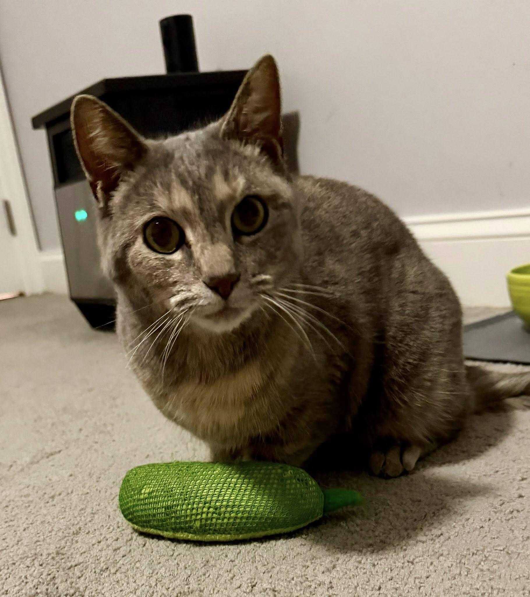 Enlarge Lina, a ADOPTABLE Domestic Short Hair in Morgantown, WV image 2/3