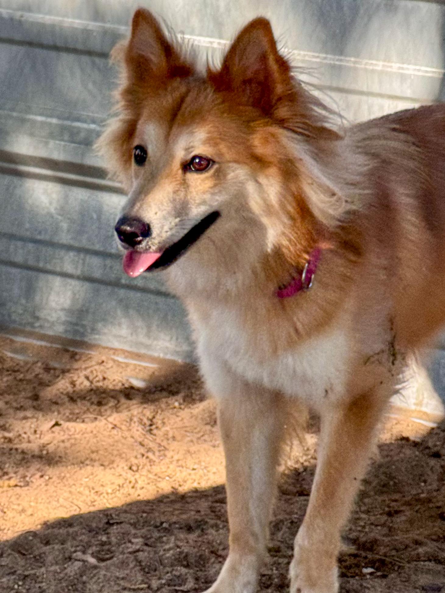 Enlarge MJ, a Adoptable mixed breed in Fresno, CA image 3/4