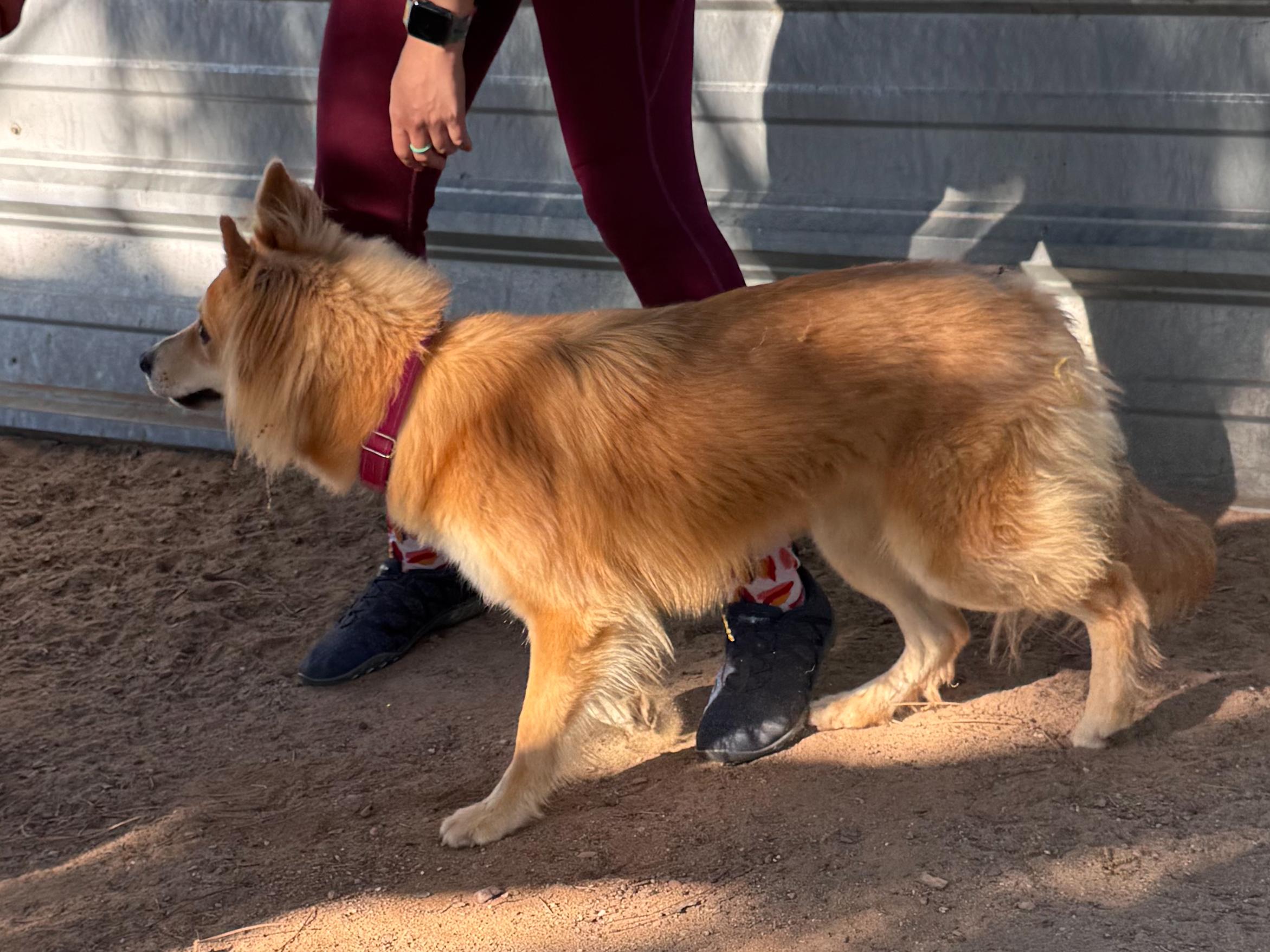 Enlarge MJ, a Adoptable mixed breed in Fresno, CA image 2/4