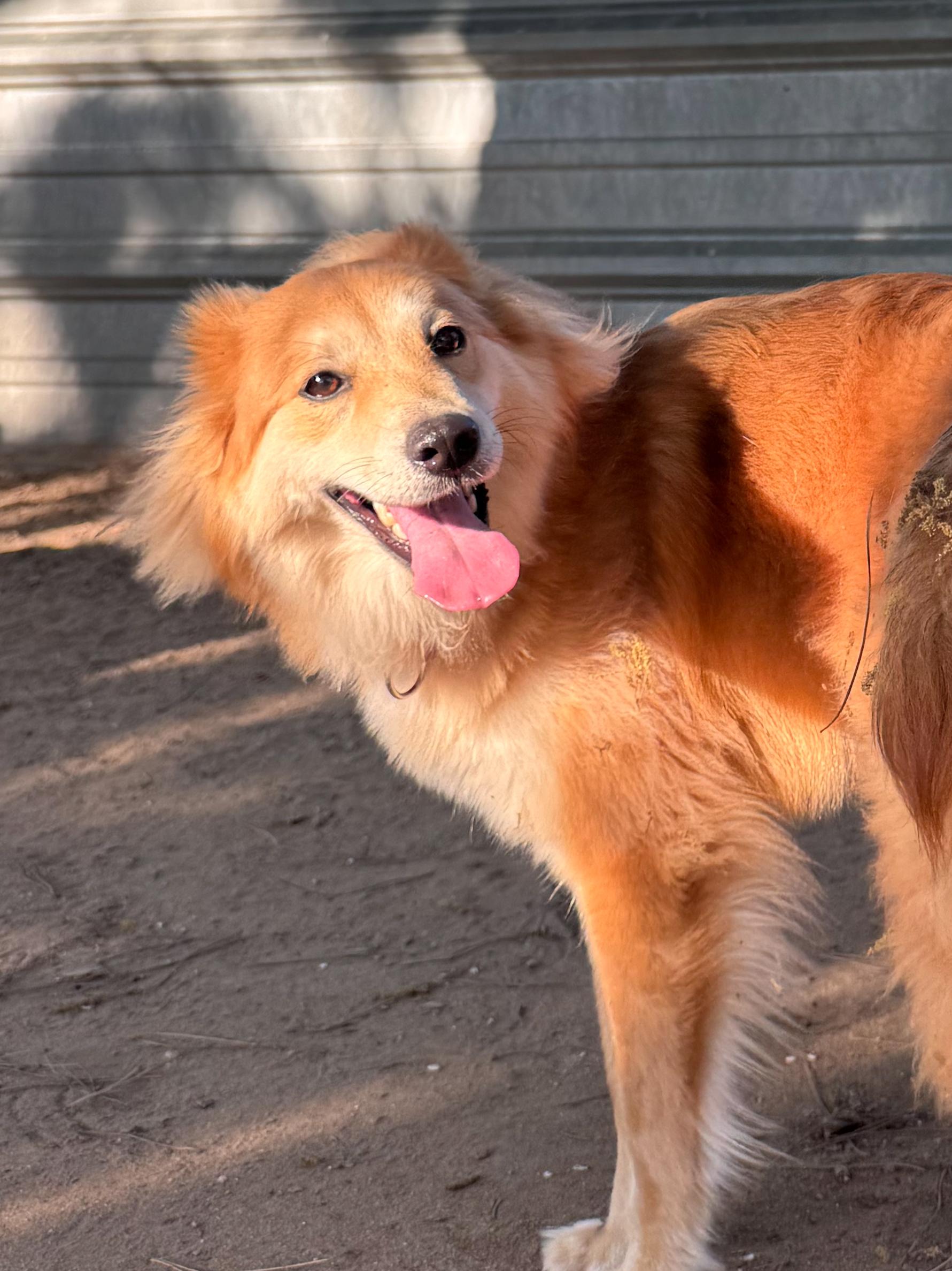 MJ, Adoptable, Adult Female Border Collie.