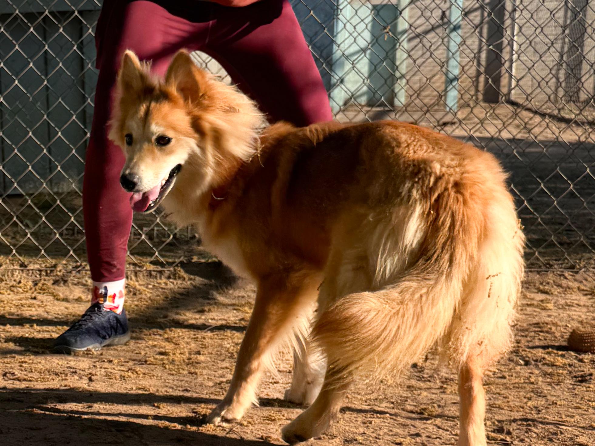 Enlarge MJ, a Adoptable mixed breed in Fresno, CA image 4/4