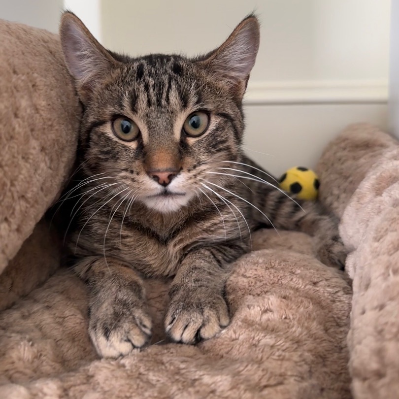 Reilly, a Adoptable Tiger in East Northport, NY image 4/4