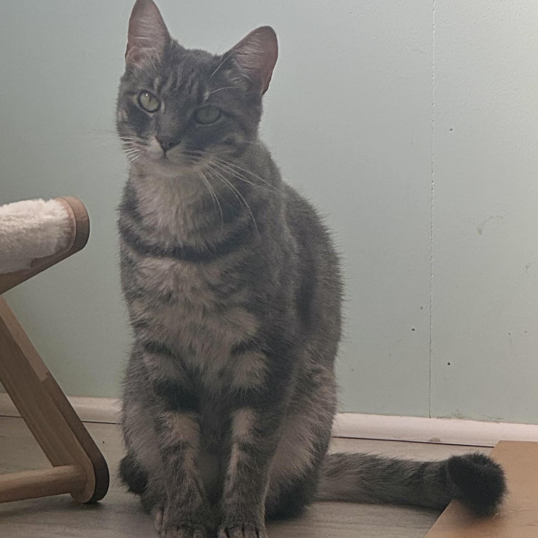 Reilly, Adoptable, Young Male Tiger.