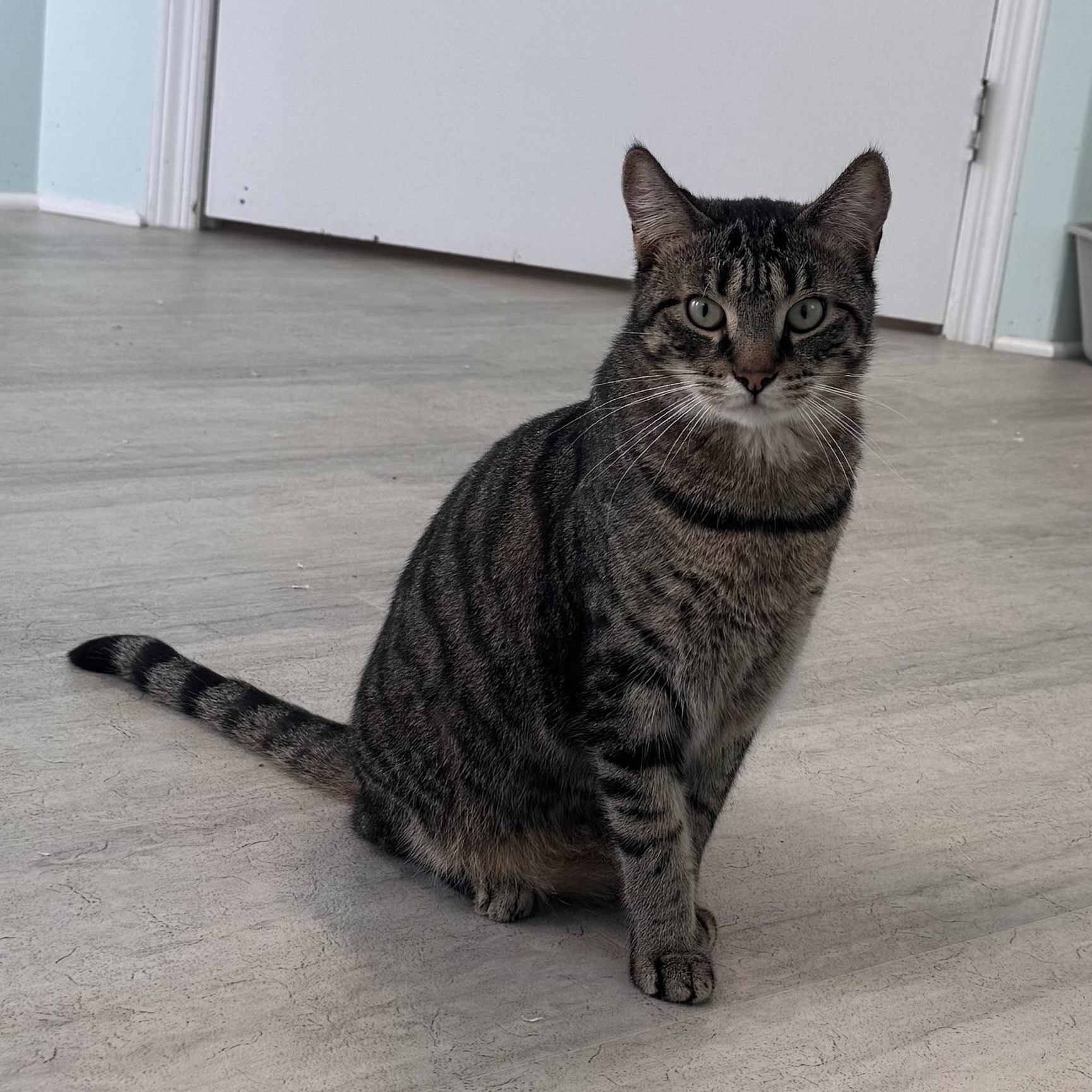 Reilly, a Adoptable Tiger in East Northport, NY image 2/4