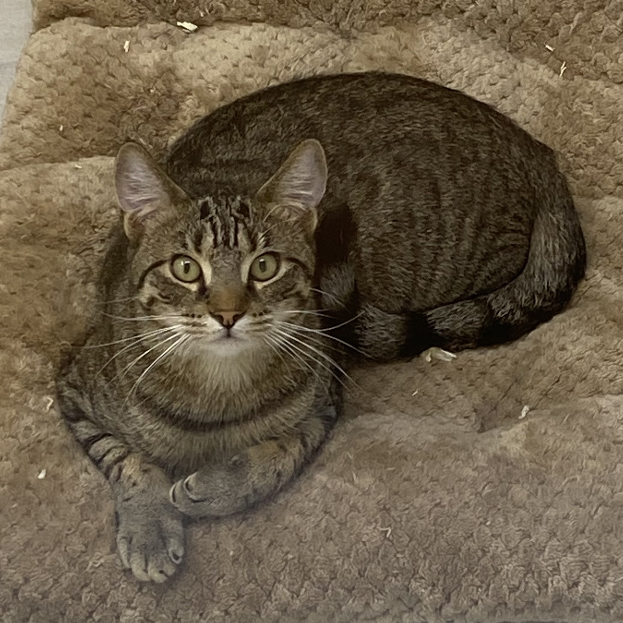 Reilly, Young Male Tiger