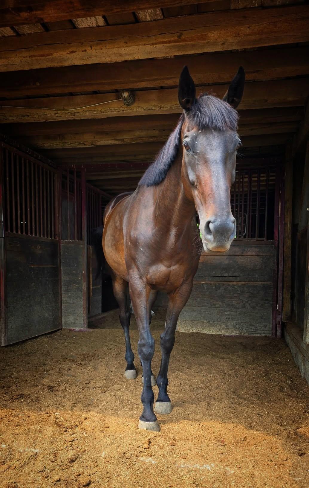 Garnet, ADOPTABLE, Adult Female Thoroughbred.