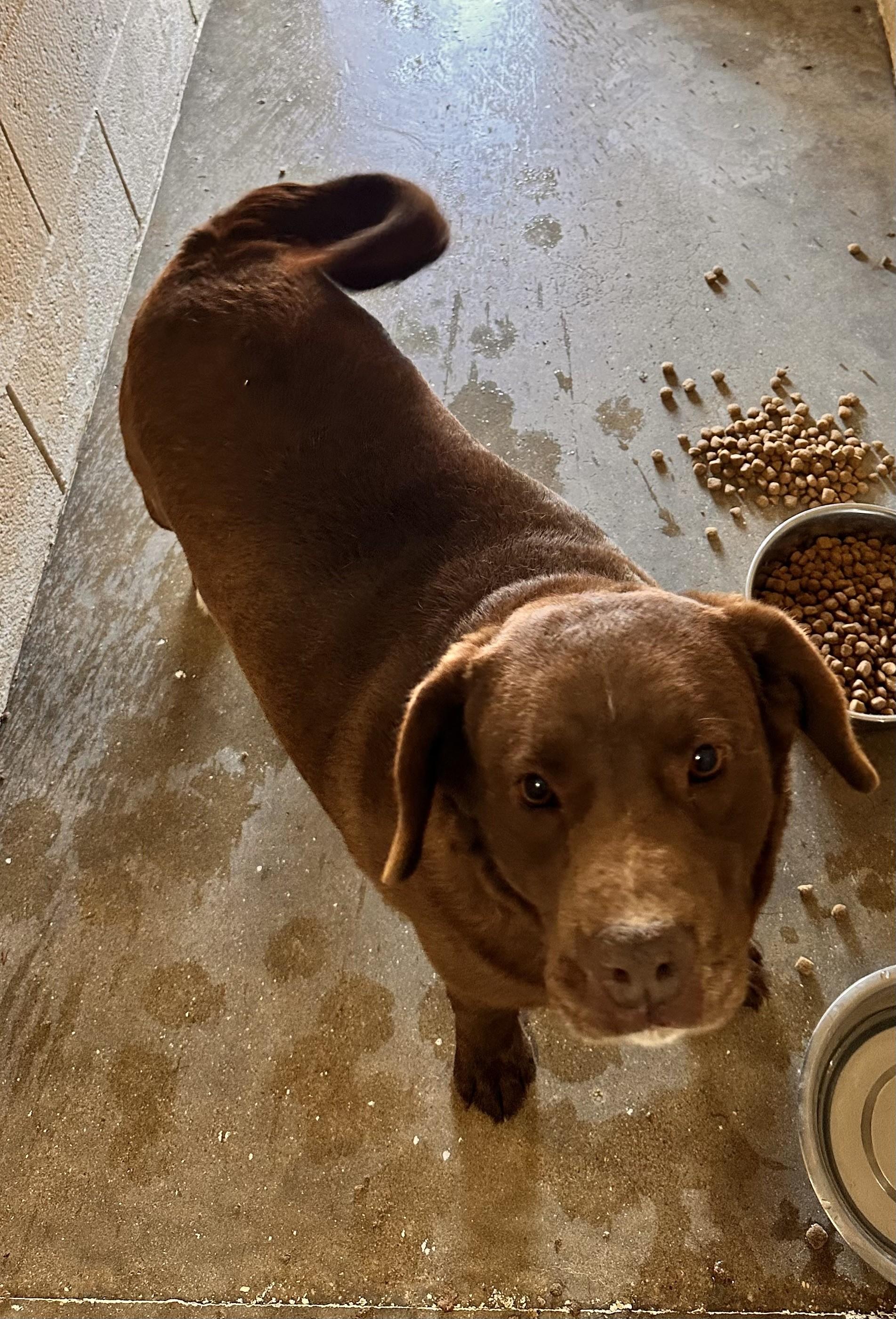 Clide, Adopted, Adult Male Chocolate Labrador Retriever.