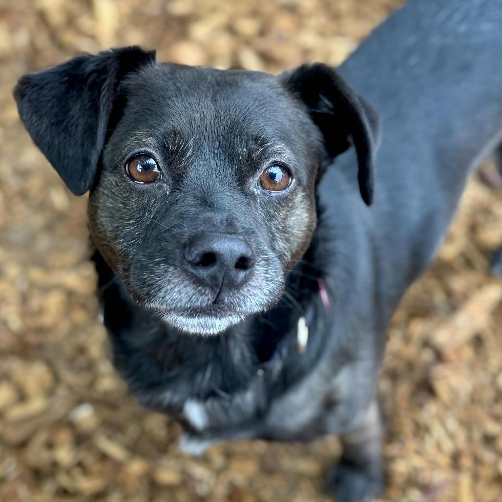 Enlarge Mejdi, a Adoptable Mixed Breed in Tacoma, WA image 1/1