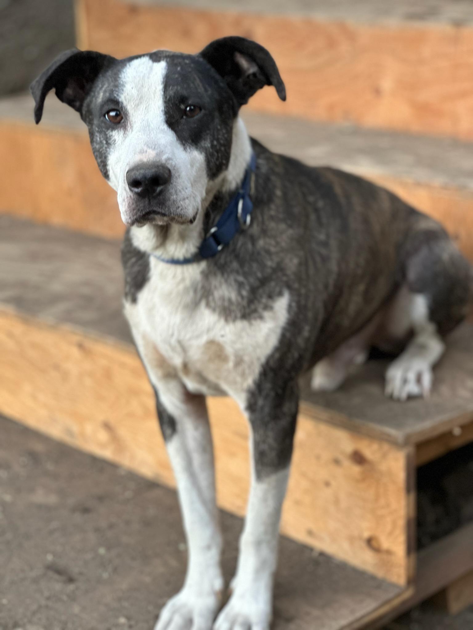 Karl, an adoptable Labrador Retriever, Pit Bull Terrier in Puyallup, WA, 98372 | Photo Image 1