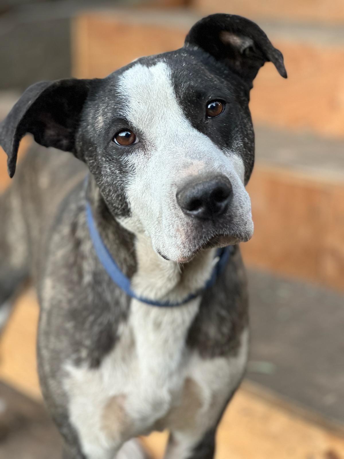 Karl, an adoptable Labrador Retriever, Pit Bull Terrier in Puyallup, WA, 98372 | Photo Image 2