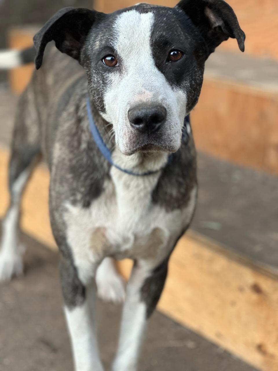 Karl, an adoptable Labrador Retriever, Pit Bull Terrier in Puyallup, WA, 98372 | Photo Image 3