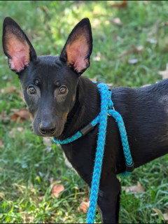 LUKE, Adoptable, Adult Male Feist.