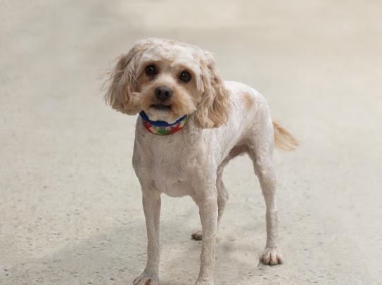 Buddy - Cavapoo, an adopted Cavapoo in Farmington, MN image 3/4